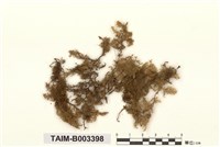 藏品(絨蘚)的圖片